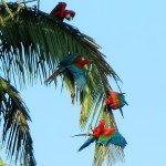 messing macaws