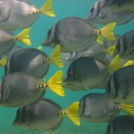 Yellow-tailed Surgeon fish